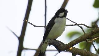 LINED SEEDEATER male vocalizing SPOROPHILA LINEOLA BIGODINHO singing [upl. by Chabot]