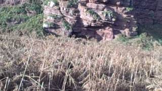 Arbroath cliffs to Auchmithie walk  2009  part 2 [upl. by Charline]