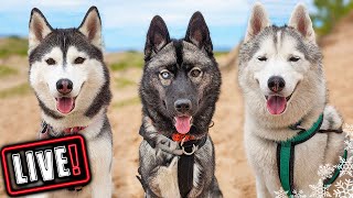 Husky Hangout LIVE 🔴 LIVE Q amp A With our Siberian Huskies [upl. by Lamdin]