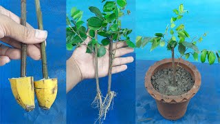 How to grow Averrhoa CarambolaStar FruitKamranga plant from cutting [upl. by Allemrac925]