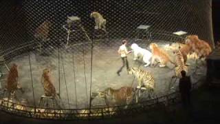 Tiger Act at Ringling Bros Circus [upl. by Chancellor179]