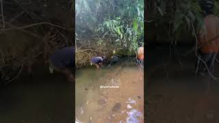 Menangkap Ikan di sungai 🐟 2 ikan sungai setrumikan tangkapikan [upl. by Ashil922]