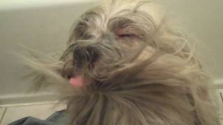 Lhasa Apso grooming [upl. by Googins]