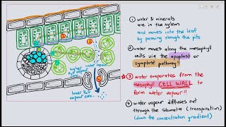 74 Transport of water amp minerals in the leaf Cambridge AS A Level Biology 9700 [upl. by Coulombe]