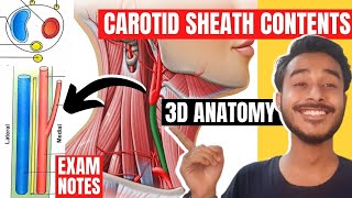 carotid sheath anatomy  carotid sheath contents anatomy  carotid sheath clinical anatomy [upl. by Aerehs]