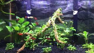 Aquarium rearranged and new cholla wood 111419 [upl. by Rodavlas]