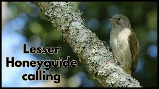 LESSER HONEYGUIDE calling [upl. by Rizzi]