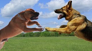 American Staffordshire terrier VS German Shepherd Dog Highlights [upl. by Evette]