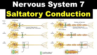 Nervous system 7  Saltatory conduction  Refractory Period  All or None Principle [upl. by Chally714]