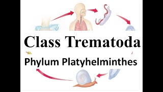 Class Trematoda  Life cycle of Liver Fluke  Phylum Platyhelminthes [upl. by Wyck]