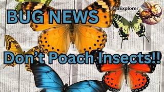 Bug News  Insect Poachers Pinched Here Is How To Collect Legally [upl. by Arabelle787]