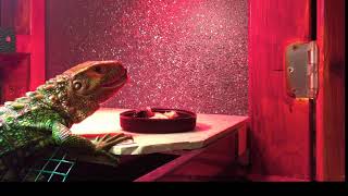 Caiman Lizard Feeding [upl. by Joelly]