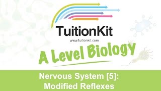 Nervous System 5 Modified Reflexes High band Biology [upl. by Jamieson273]