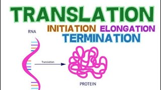 Transcription in Eukaryotes Initiation Elongation Termination Transcription Factors amp RNA processing [upl. by Lesna]