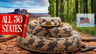 How Many Types of Venomous Snakes In Each State weighty wildlife [upl. by Ranger]