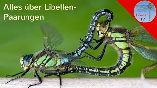 Alles über die Paarungsräder der Libellen [upl. by Nnahgiel]