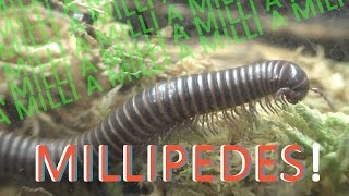 MILLIPEDES  10 Exciting Facts about Millipedes [upl. by Undry]