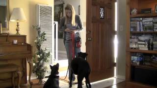 Dog Training for Dogs That Bolt Dash Through Door Dogs That Runaway [upl. by Tamarra]