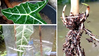 How To Propagate Alocasia Polly With Just Cutting Leaf [upl. by Comyns589]