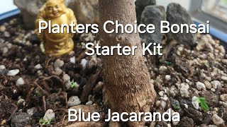 Planters Choice Bonsai Starter Kit  Blue Jacaranda  Bonsai Wiring [upl. by Mun]