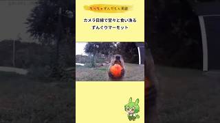 カメラ目線で堂々と食い漁るマーモット【marmot】 英語 ずんだもん 雑学 動物 shorts [upl. by Nnayllek173]