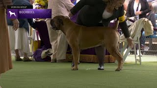 Boerboels  Breed Judging 2023 [upl. by Dnana]