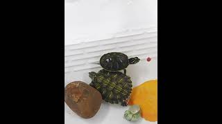 1pc Tortoise Tank With Sunbathing Table Special Fish Tank Brazilian Tortoise Tank [upl. by Aitnahc]