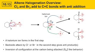 1013 Addition of Chlorine or Bromine to Alkenes Halogenation [upl. by Innus]