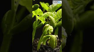 Growing Plant Time Lapse । Plant Growing UnderGround Time Lapse । Plant Growing Time Lapse shorts [upl. by Koziara]