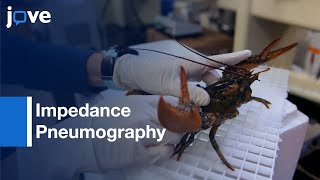 Impedance Pneumography for Measuring Heart Rate in Invertebrates  Protocol Preview [upl. by Gamin]