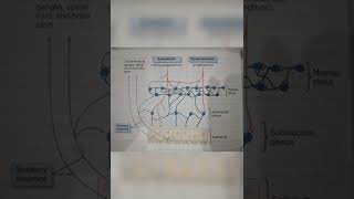 Enteric Nervous System Myenteric and Submucosal Plexus physiology gastrointestinal mbbs guyton [upl. by Perkoff]