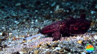 Muck Diving in Lembeh Strait  Critters of the Weeks 43  45 [upl. by Ophelie925]