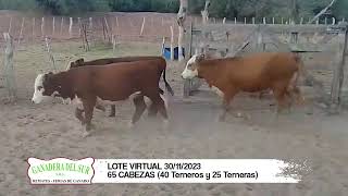 Lote Virtual 30112023 65 Cabezas 40 Terneros y 25 Terneras [upl. by Idnas731]