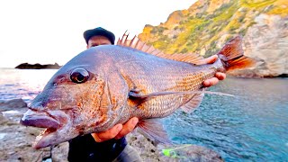 SNAPPER FISHING PARADISE [upl. by Tandy949]