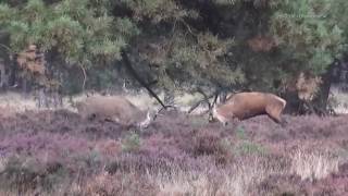 Burlende en vechtende herten Hoge Veluwe 2016 [upl. by Chatav388]