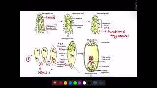 EMBRYOLOGY OF ANGIOSPERMS L4  MBBSENTRANCE ✓ COMPLETE BOTANY FOR CEE ASPIRENTS [upl. by Nevla]