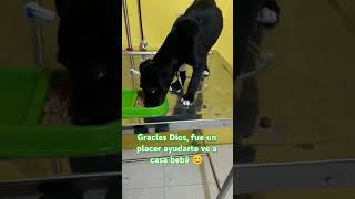 Cachorro recuperado de gastroenteritis perros dogs veterinaria fyp amor mascotaspetsrespect [upl. by Lahcear]