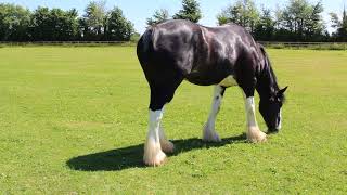 HorseWorld  Rescued Shire Horse needs a fly rug see appeal in description [upl. by Almund446]