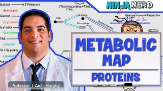 Metabolism  The Metabolic Map Proteins [upl. by Rhys]