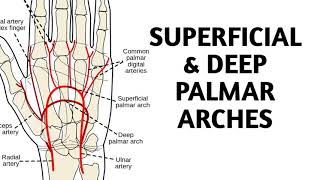 Superficial amp Deep Palmar Arches [upl. by Medor427]