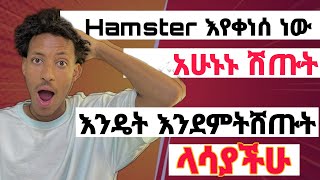 Hamster Kombat እየቀነሰ ነዉ ቶሎ ሽጡት [upl. by Liris695]