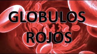 GLOBULOS ROJOS [upl. by Judie743]