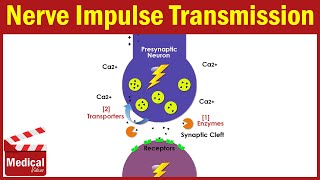 Pharmacology ANS 3 Synaptic Transmission of Nerve Impulse in The Nervous System ANIMATION [upl. by Odracir]