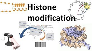 Histone modifications Introduction [upl. by Rusticus71]