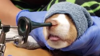 Huge Foxtail Removing From Inside Dogs Nose [upl. by Nyrad767]