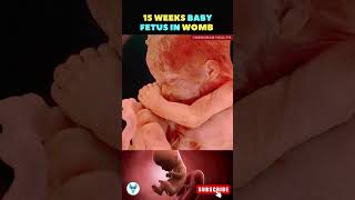 A life growing inside the womb  15 weeks fetus  Fetal growth baby shorts life [upl. by Acihsay]