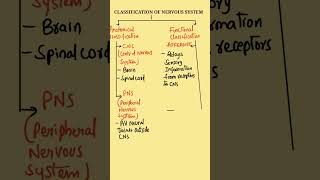 Classification of Nervous System  Nervous System Classification  Nervous System TypesCNS amp ANS [upl. by Hairahcaz]