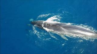 Ballenas y delfines nadando juntos en Garraf [upl. by Anwahs]