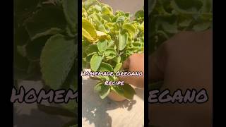 Homemade Dominos Oregano powder recipe Oregano recipe shorts shortsfeed oreganorecipe dominos [upl. by Elletnuahc]