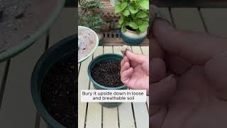 Extract flowers with sepals garden gardening plants [upl. by Maria]